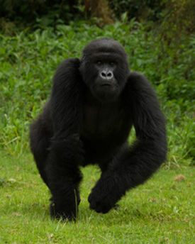 gorilla